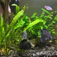 چهار عدد ماهی دیسکس ماهی زینتی Discus|ماهی|اصفهان, باغ فردوس|دیوار