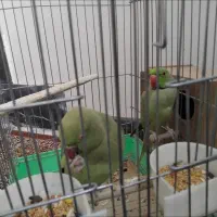 گرینچیک یلوسایدویه جفت ملنگو ویه جفت عروس آلبینو|پرنده|صائین قلعه, |دیوار