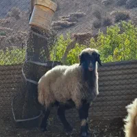 بره نر و قوچ|حیوانات مزرعه|شیراز, محمدیه|دیوار