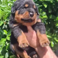 روتوایلر نر و ماده