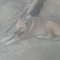 سگ ماده