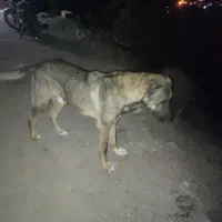 پژدر 10ماهه نر|سگ|رودبار, |دیوار