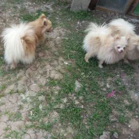 چهار عدد ماده سگ پامر سایز ریز عالی مولد|سگ|رشت, ترمینال|دیوار