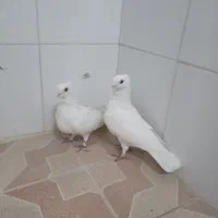 کبوتر سالم|پرنده|خمینیشهر, |دیوار