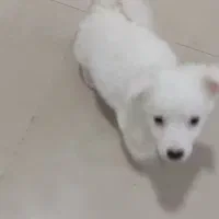 پامرین|سگ|تهران, جنت‌آباد مرکزی|دیوار