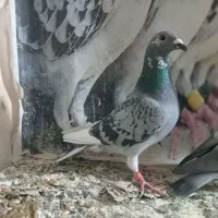 ماده زات درست