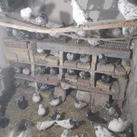 کبوترپرشی|پرنده|خلخال, |دیوار