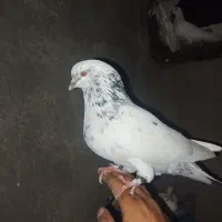 کبوتر گمشده گله دار گرگی قرمز هرکس گرفته خریدارم