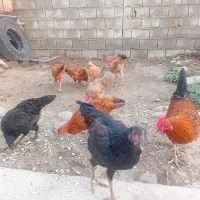 ۸ تا جوجه ۴ ماهه با یک خروس