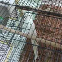 عروس هلندی کوتوله|پرنده|ایرانشهر, |دیوار