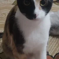گربه ماده