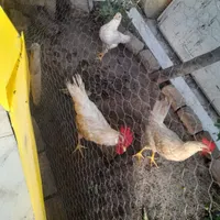 جوجه