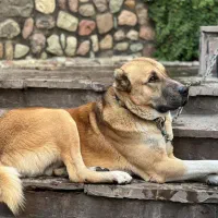 سگ آلای باب
