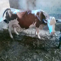 گاو سیمینتال