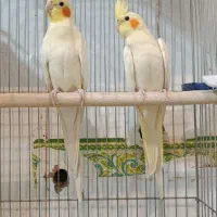 عروس هلندی لوتینو جفت خورده مولدنر و ماده رام طوطی|پرنده|سنندج, |دیوار