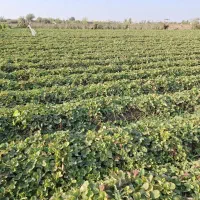 نهال توت فرنگی کاماروس پابلند|گل و گیاه طبیعی|خان ببین, |دیوار