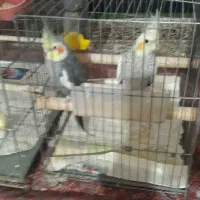 یک جفت عروس هلندی