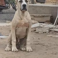 سگ الابای روسی شجره دار