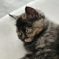 گربه بریتیش شورت هیر