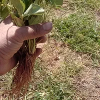 نشاء توت فرنگی در ارقام مختلف|خدمات باغبانی و درختکاری|مریوان, |دیوار