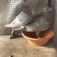 کبوتر سرور