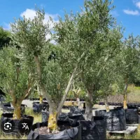 تعداد صد درخت زیتون ده ساله ریشه دار