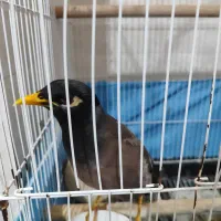 یک جفت عروس هلندی ویک مرغ مینا|پرنده|پاکدشت, شهرک امام رضا|دیوار