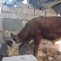 گاو و گوساله|حیوانات مزرعه|داران, |دیوار