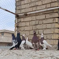 کبوتر|پرنده|شیراز, کرونی(خاتونک)|دیوار