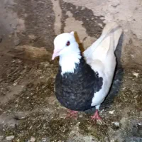 کبوتر ماده طوقی هفت رنگ