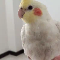 گمشده