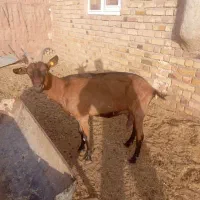 بز آلپاین اصل پرشیر|حیوانات مزرعه|سلامی, |دیوار