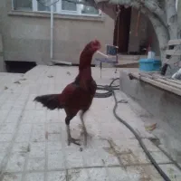 فروش مرغ و خروس لاری اصیل|حیوانات مزرعه|بجنورد, |دیوار