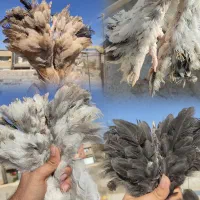 مرغ خروس جوجه برهما لایت بلک بوف بلو پاتریچ لمون|حیوانات مزرعه|تهران, گیشا|دیوار