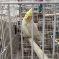 جفت مولد با قفس‌و‌جوجه|پرنده|شیراز, شهرک والفجر|دیوار