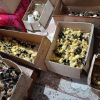 فروش ویژه اردک مگ مکی و جوجه محلی و گلپایگان