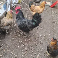 ۲ عددخروس جوان