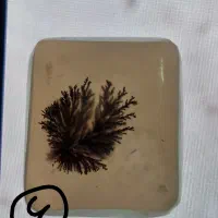 انواع نگین های نچرال و با کیفیت|جواهرات|قم, نیروگاه|دیوار