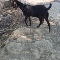 فروش بز ماده 13000000|حیوانات مزرعه|دشتیاری, |دیوار