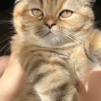 بچه گربه بریتیش اصیل ۳ ماهه