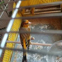 سهره قناری|پرنده|تهران, هرندی|دیوار