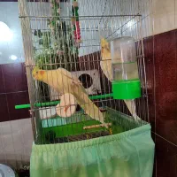 عروس|پرنده|باوی, |دیوار