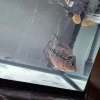 دوعدد ماهی فلاور ماده|ماهی|ارومیه, |دیوار