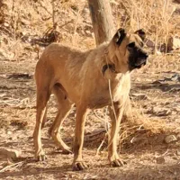 واگذاری سگ ماده سرابی قد ۸۰ سه ساله