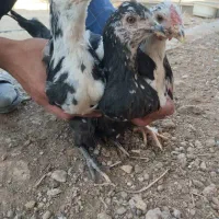 مرغ گلین و لری|حیوانات مزرعه|فولادشهر, A3|دیوار