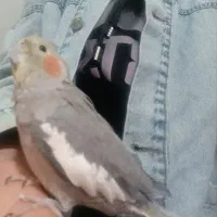 عروس هندی گم شده سی متری پژوهنده خیلی وابستشیم