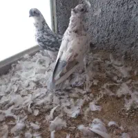 کبوتر فروشی|پرنده|شاهرود, |دیوار