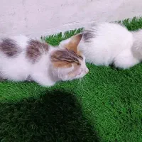 واگذاری بچه گربه|گربه|لاهیجان, کوی خزر|دیوار