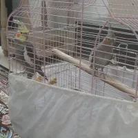 عروس هلندی بالغ