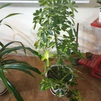 سانسوریا ابلغ|گل و گیاه طبیعی|مشهد, شهرک ابوذر|دیوار